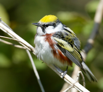 chestnutsidedwarbler