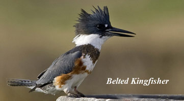 belted kingfisher 2