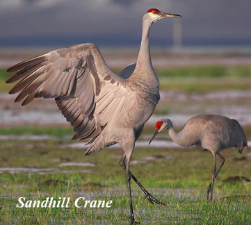 sandhill crain