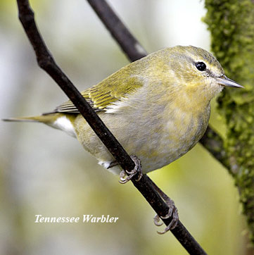 tennessee warbler